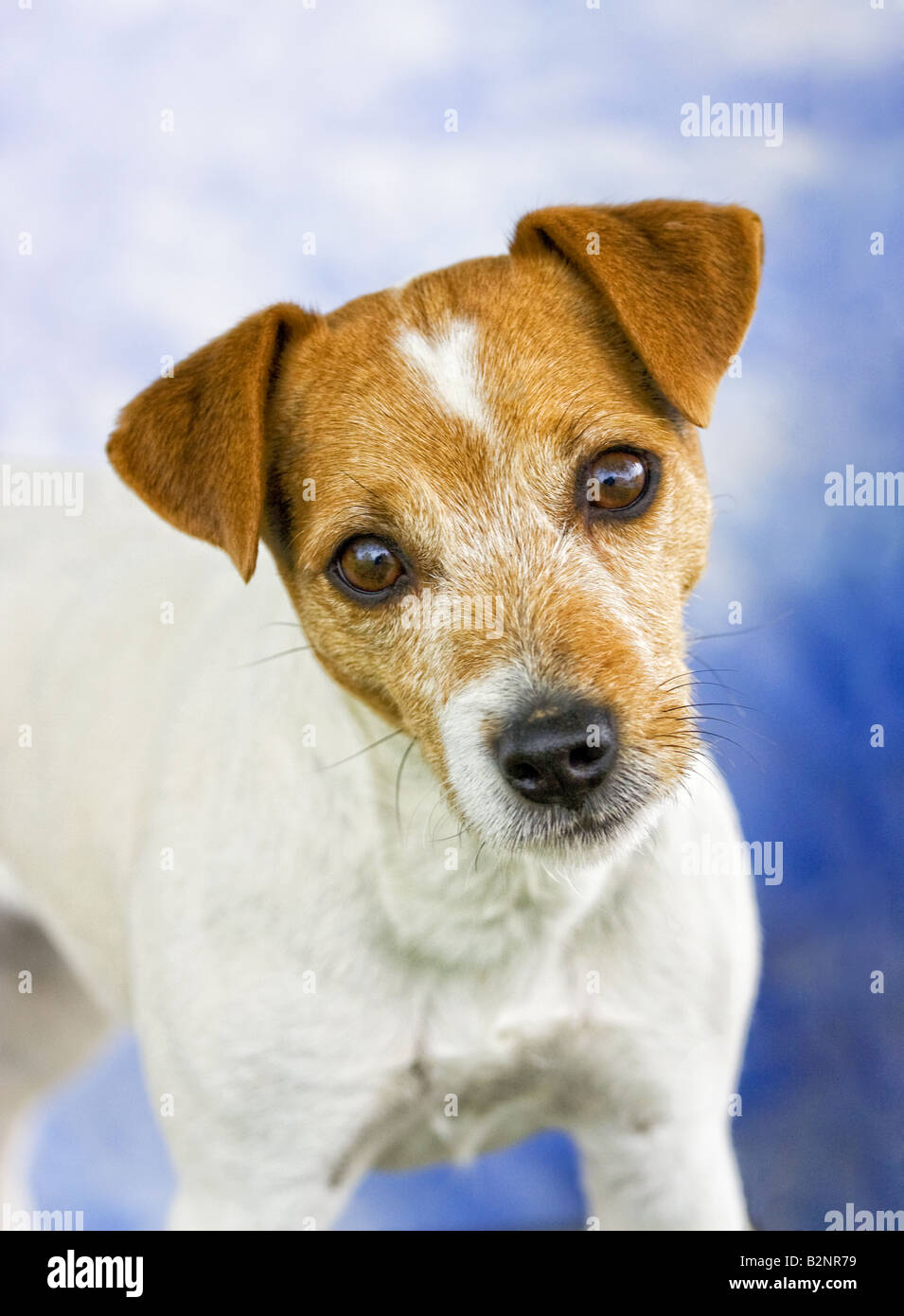Jack Russell Terrier Hund auf blauem Hintergrund Stockfoto