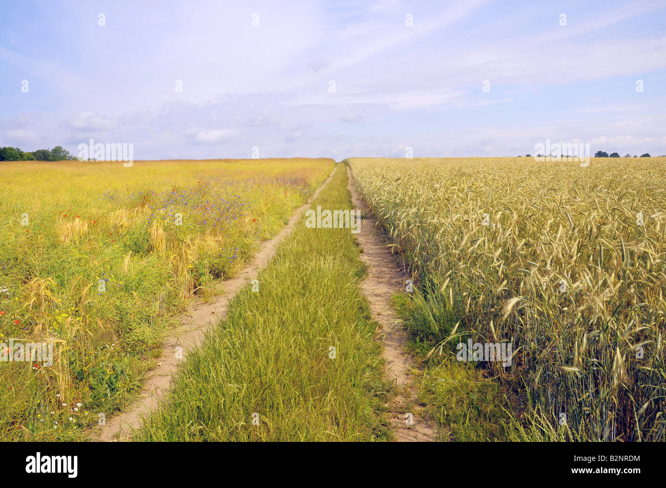 Feldweg zwischen Wiese und Feld Stockfoto