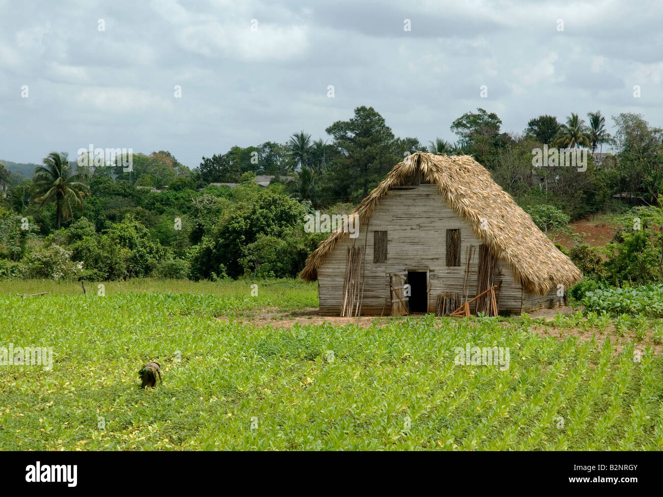 Tabak-Scheune in Vinales, Pinar Del Rio, Kuba. Stockfoto