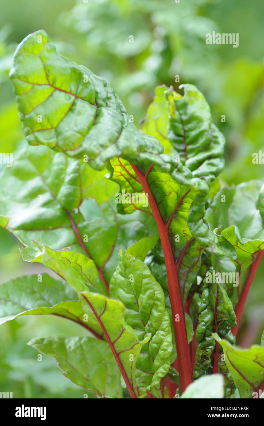 Mangold - Nahaufnahme von Blatt und rotem Stiel Stockfoto