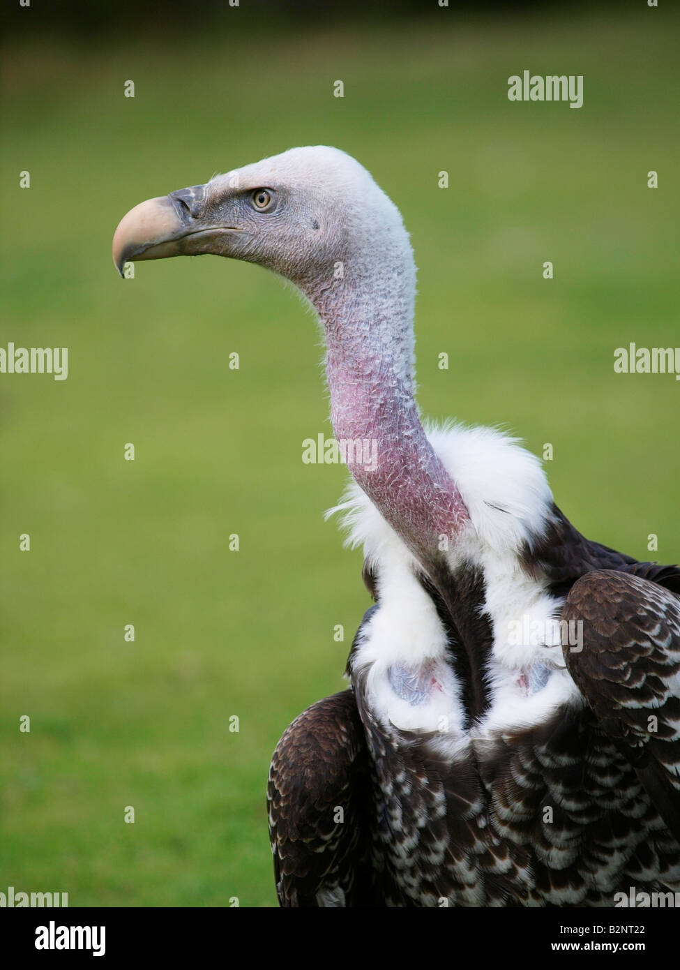 Porträt eines Mittelwerts suchen Geier mit kahlen Hals und scharfen Schnabel Beekse Bergen Zoo der Niederlande Hilvarenbeek Stockfoto