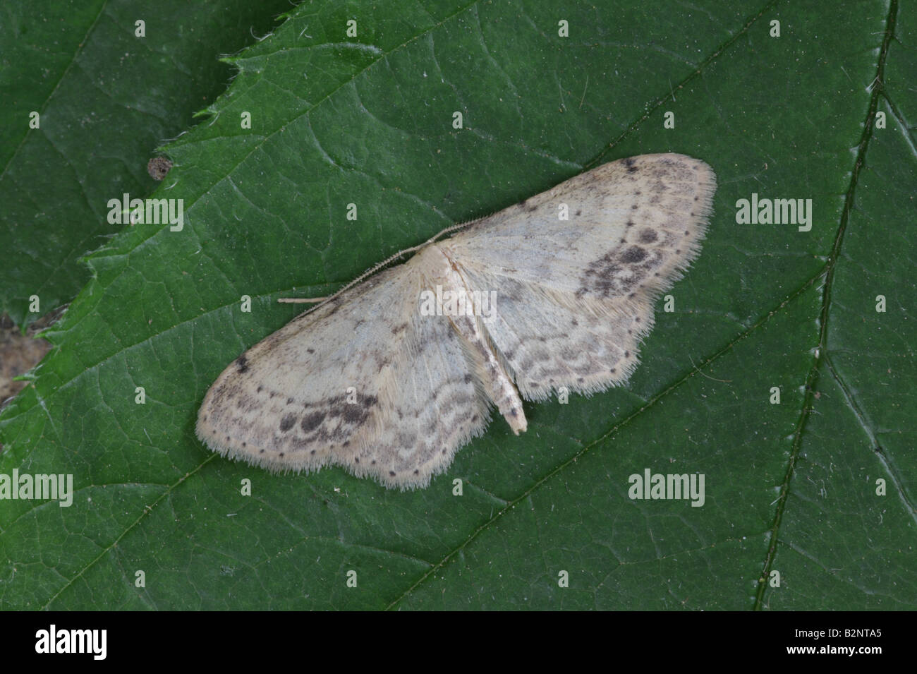 Gepunktete Einzelwellen - Idaea dimidiata Stockfoto