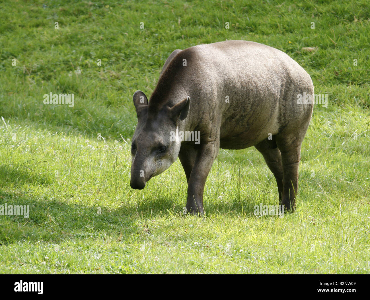 Brasilianische oder Flachland Tapir (Tapirus terrestris) in Longleat Safari Park in Wiltshire Stockfoto