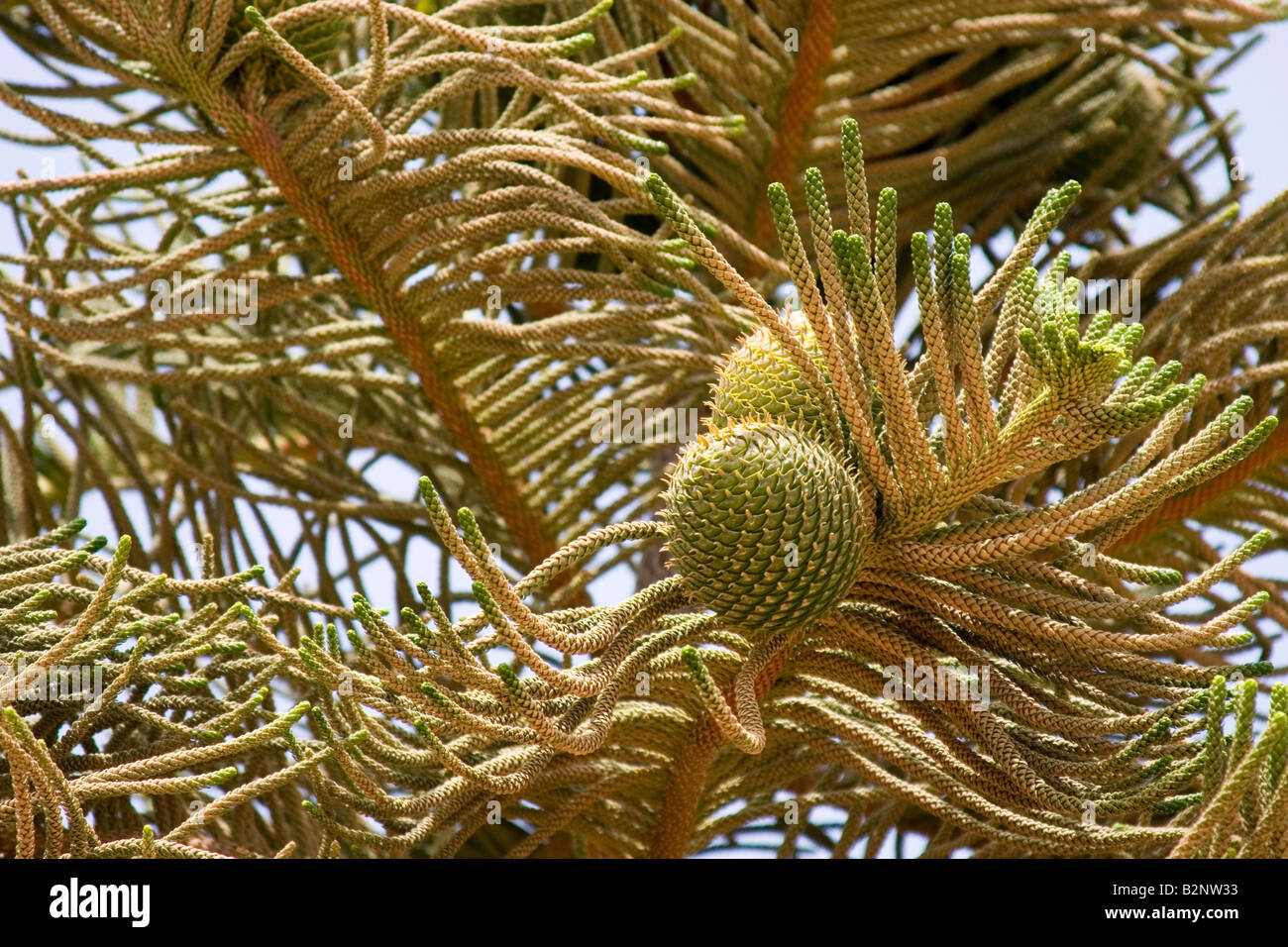 Grüner Baum Tannenzweig mit großen Kegel. Stockfoto
