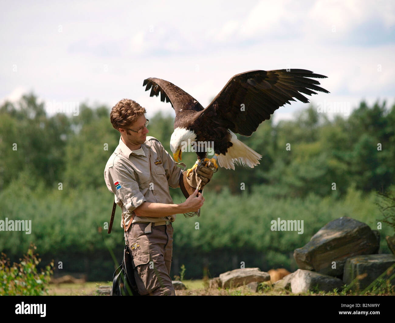 Falkner-Vogel-Trainer mit großen Erwachsenen amerikanischen Adler Beekse Bergen Zoo der Niederlande Hilvarenbeek Stockfoto