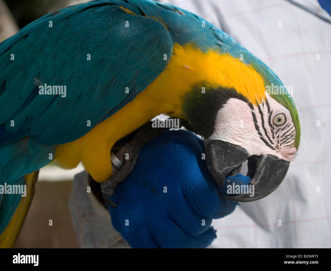 Ara Papagei knabbern sein Trainer auf der Insel Koh Tao in Thailand Stockfoto