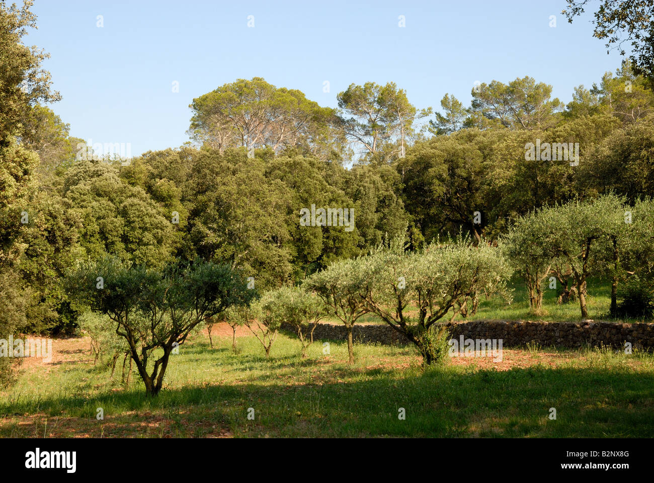 Olivenbaum garten Fotos und Bildmaterial in hoher Auflösung Alamy