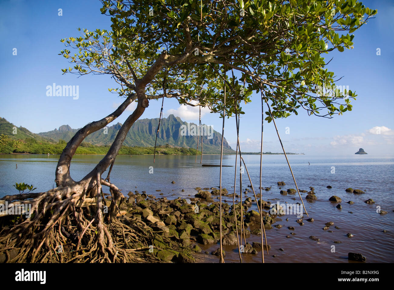 Mangrovenpflanze, Kaneohe Bay Oahu Hawaii Stockfoto