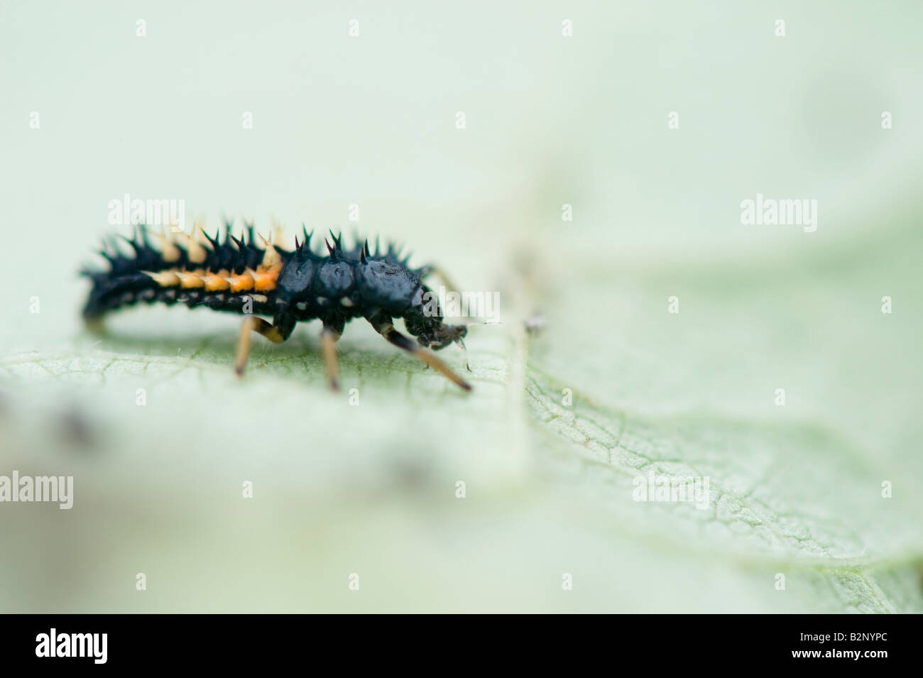 Marienkäferlarven Essen Blattläuse auf einem Blatt Bohne Stockfoto