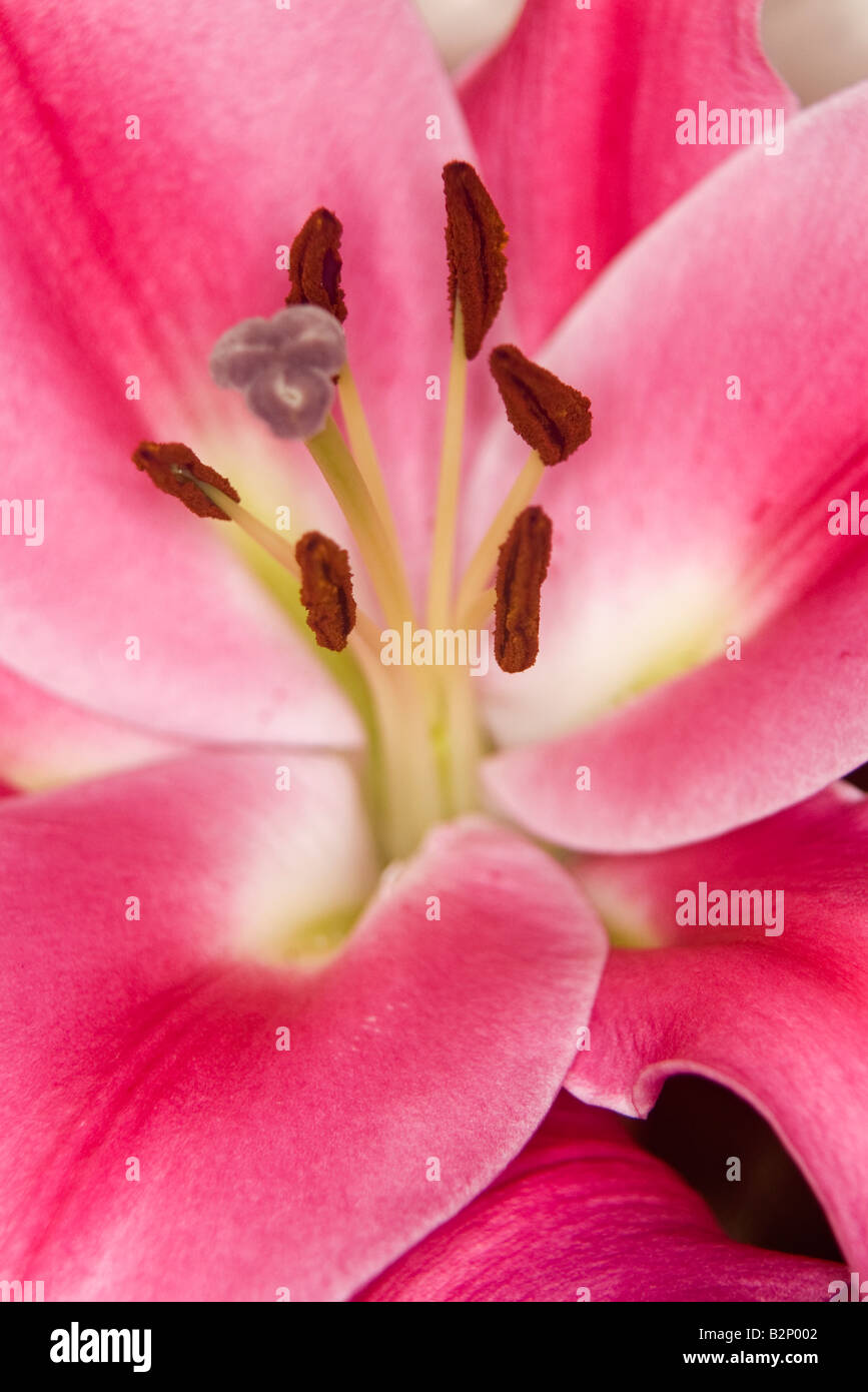Lilly Stockfoto