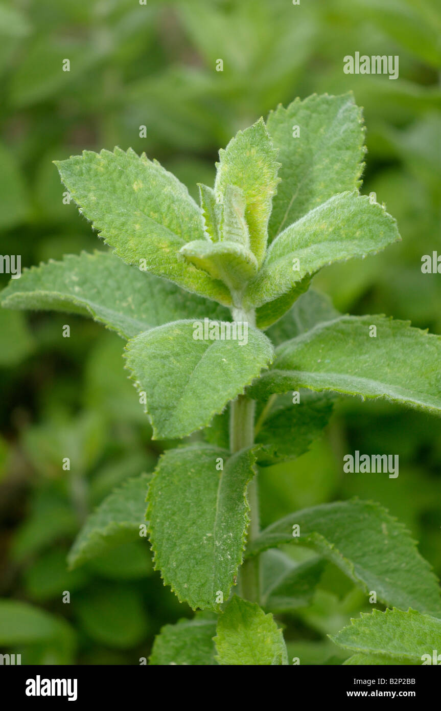Apfelminze, AnanasMinze (Mentha Suaveolens), Blätter Stockfotografie
