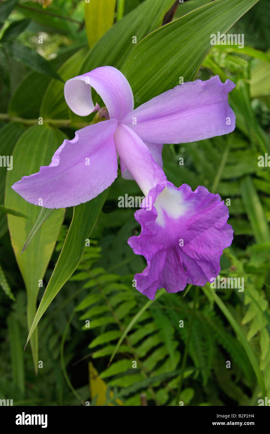 Large-flowered Sobralia, St.Anthonys Lily (Sobralia Macrantha), Blume Stockfoto