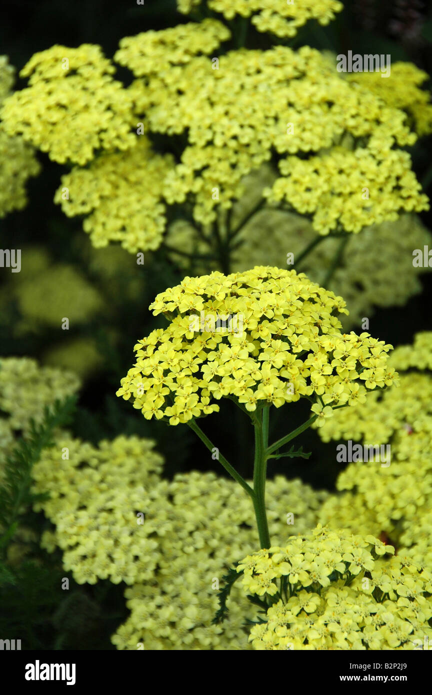 Gelb blühende mehrjährige für krautige Grenze Sommerblüher über lange Blütezeit Stockfoto
