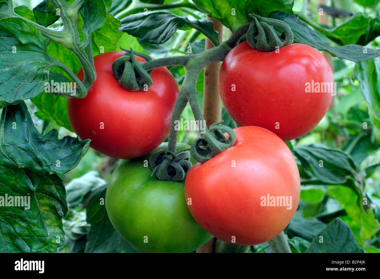 SOLANUM LYCOPERSICUM TOMATE FERLINE F1 HYBRID IST TOLERANT UND KNOLLENFÄULE Stockfoto