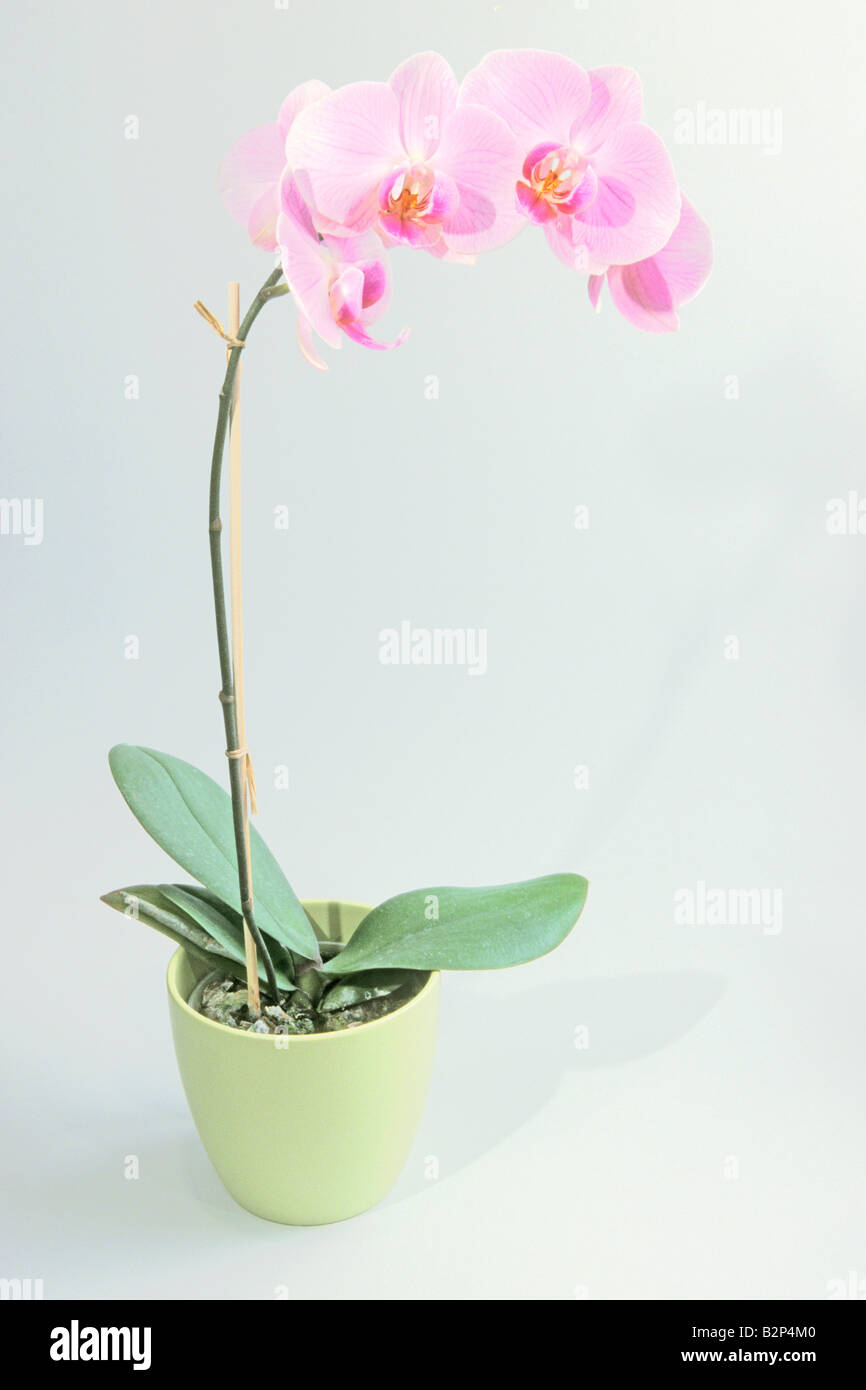 Nachtfalter-Orchidee (Phalaenopsis sp), Topfpflanze Stockfoto