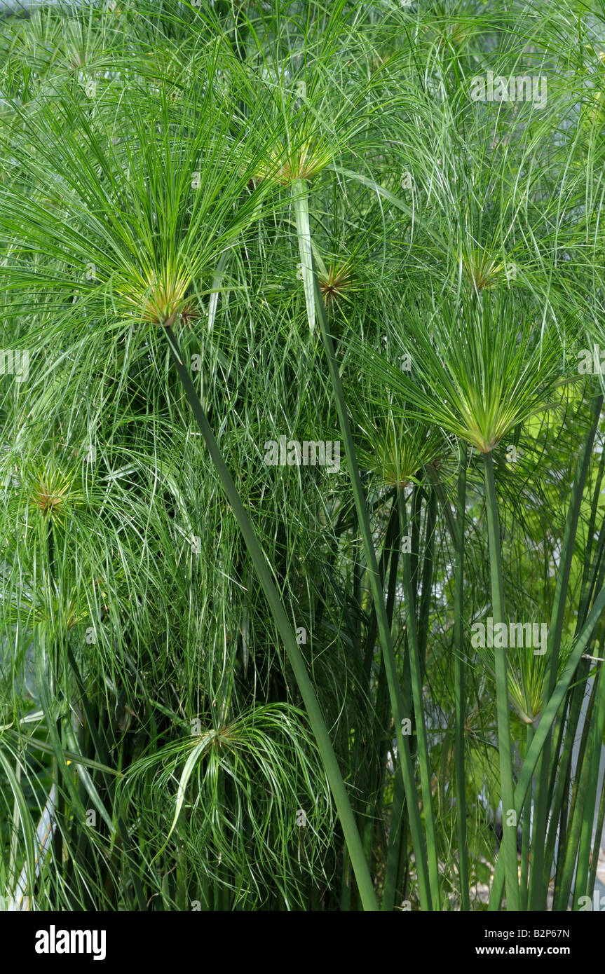 Ägyptische Papierfabrik, Papyrus Segge, Papier Reed (Cyperus Papyrus), ergibt sich und verlässt Stockfoto