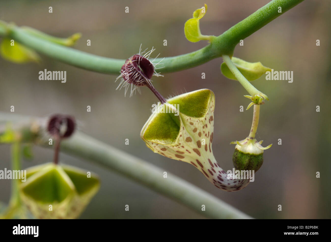 Laterne Blume (Ceropegia Haygarthii), Blume Stockfoto