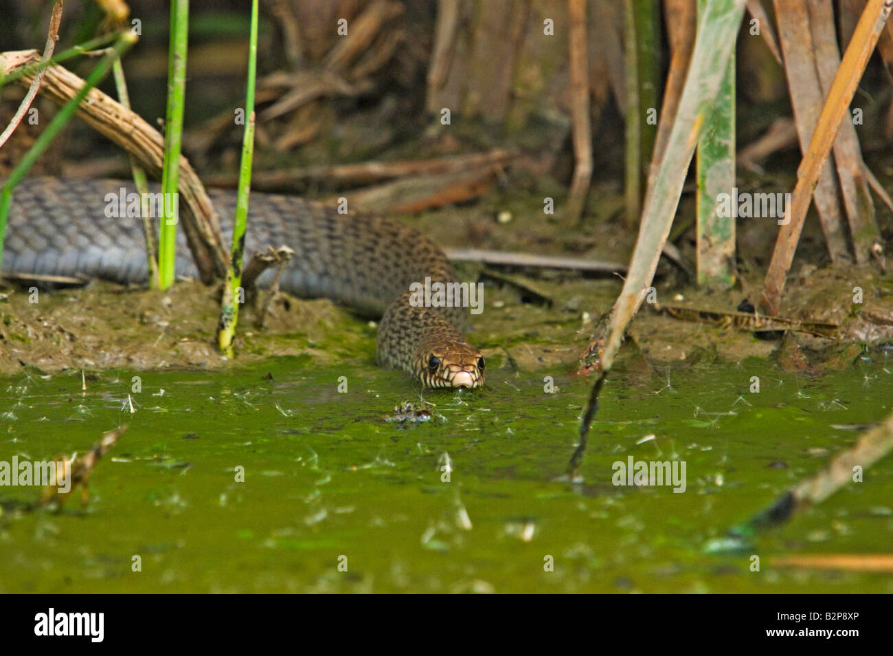 Ratte Schlange trinken aus einem Teich mit Algen bedeckt Stockfoto