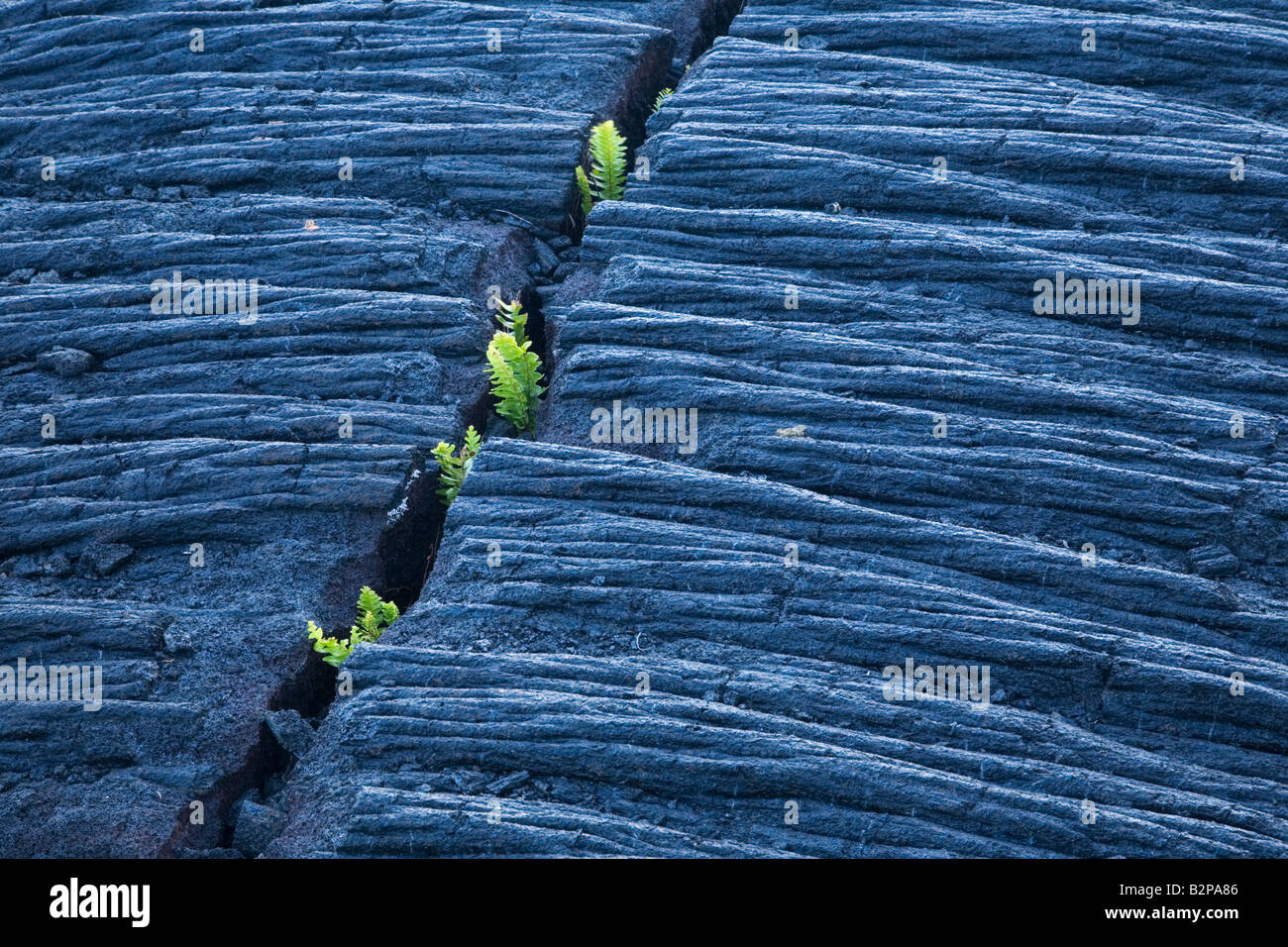 Toughness Stockfotos und bilder Kaufen Alamy
