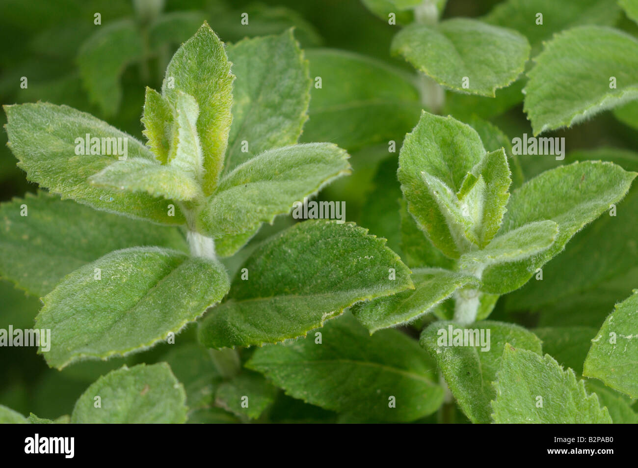 Apfelminze, AnanasMinze (Mentha Suaveolens), Blätter Stockfotografie