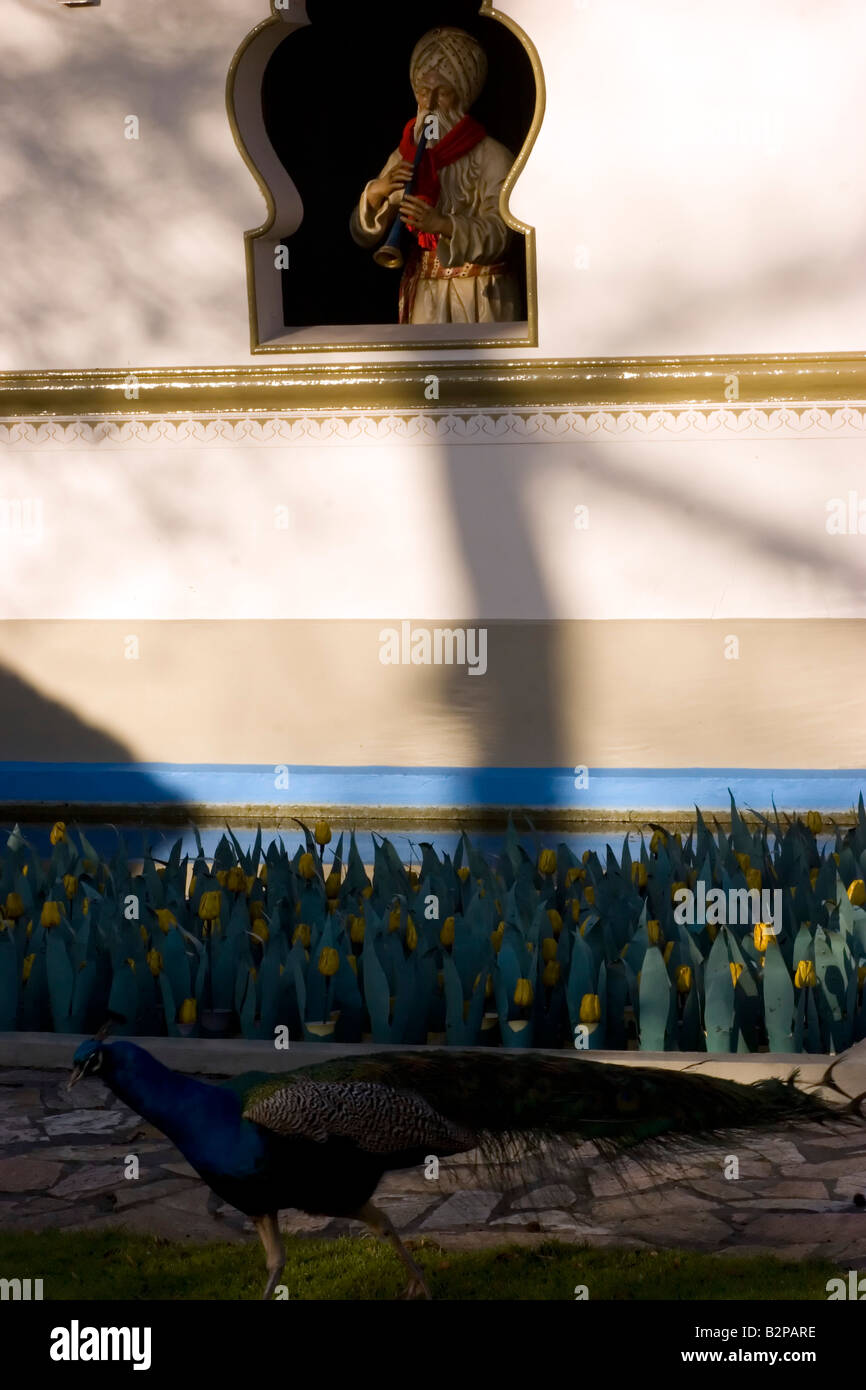 Ein Fakir weht seine Querflöte mit einem Pfauen als Publikum. Stockfoto