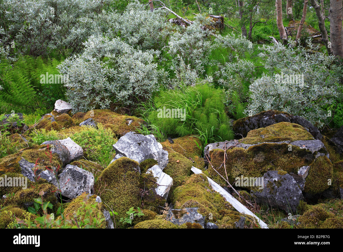 Norwegen Bergen Vegetation Moos bedeckt Felsen Stockfoto