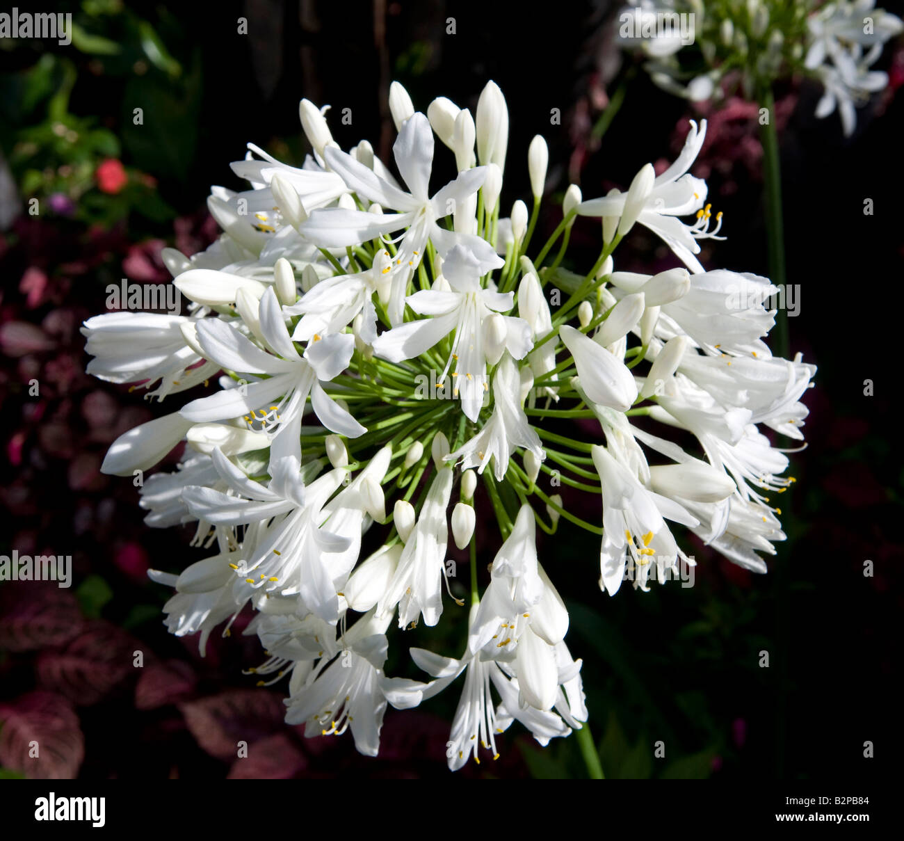 Agapanthus Liliaceae/Affodillgewächse "Bella Donna" Stockfoto