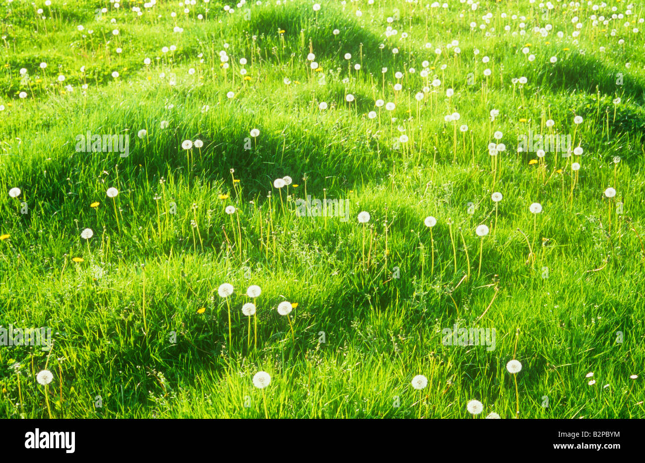 Unbebauten Weide mit frischen Frühling Gras Hügel und kolonisiert durch hinterleuchtete gemeinsamen Löwenzahn seedheads Stockfoto