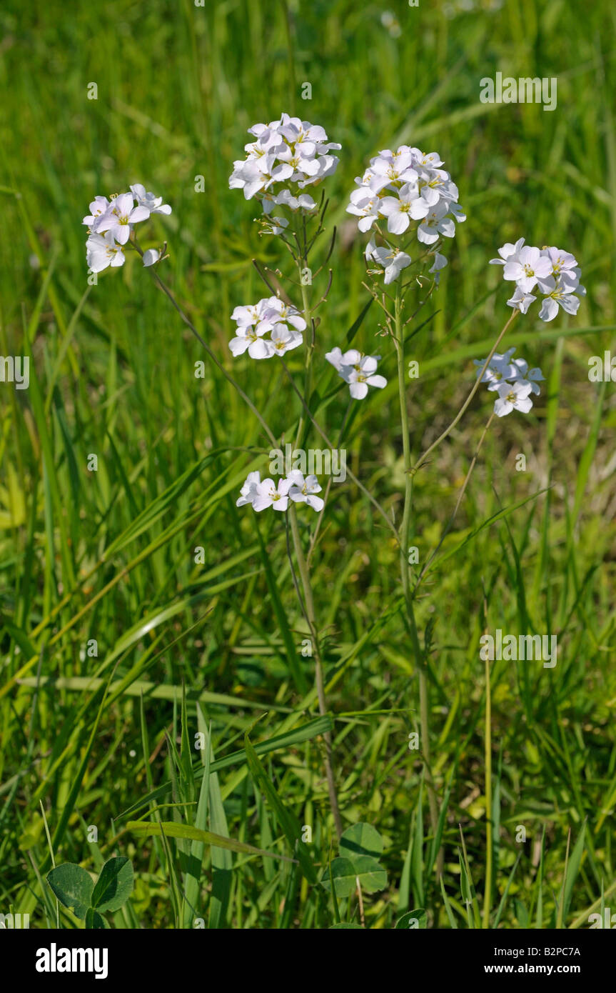 Kuckuck Blume, Ladys Kittel (Cardamine Pratensis), Blüte Stockfoto
