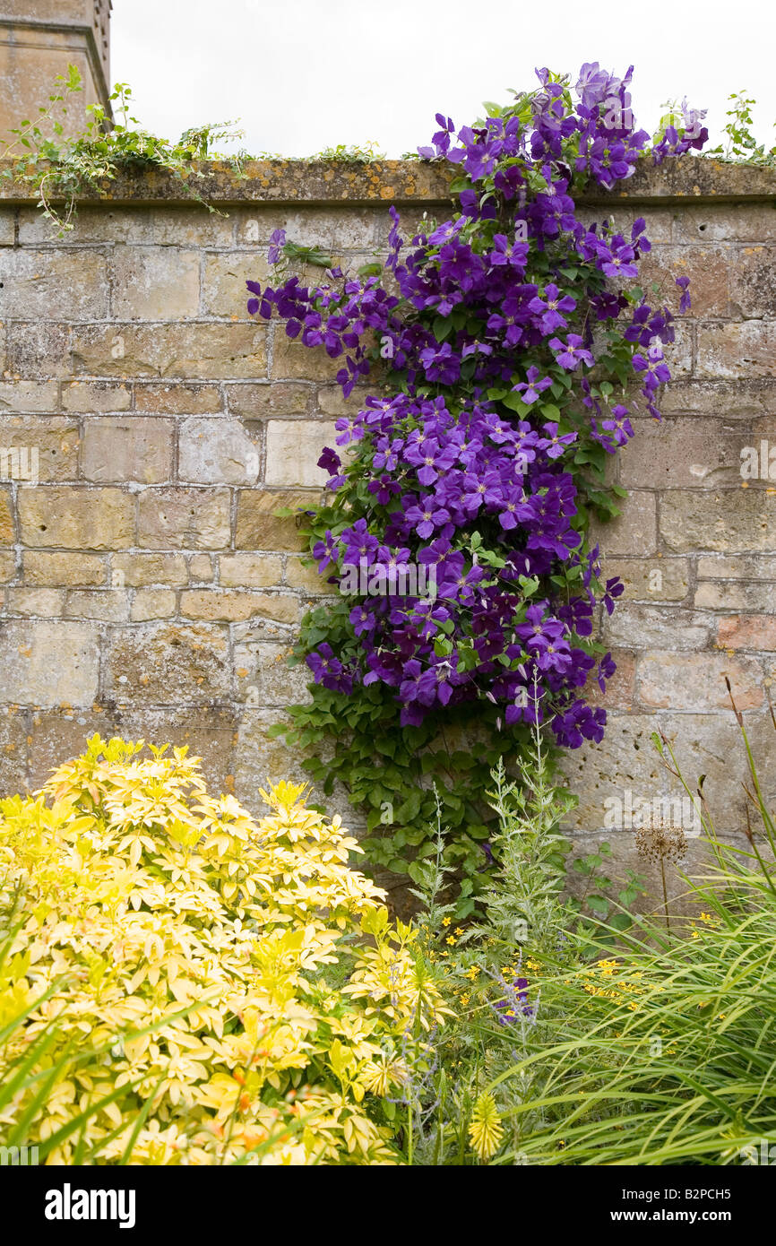 Choisya Ternata Sundance mit clematis Stockfoto