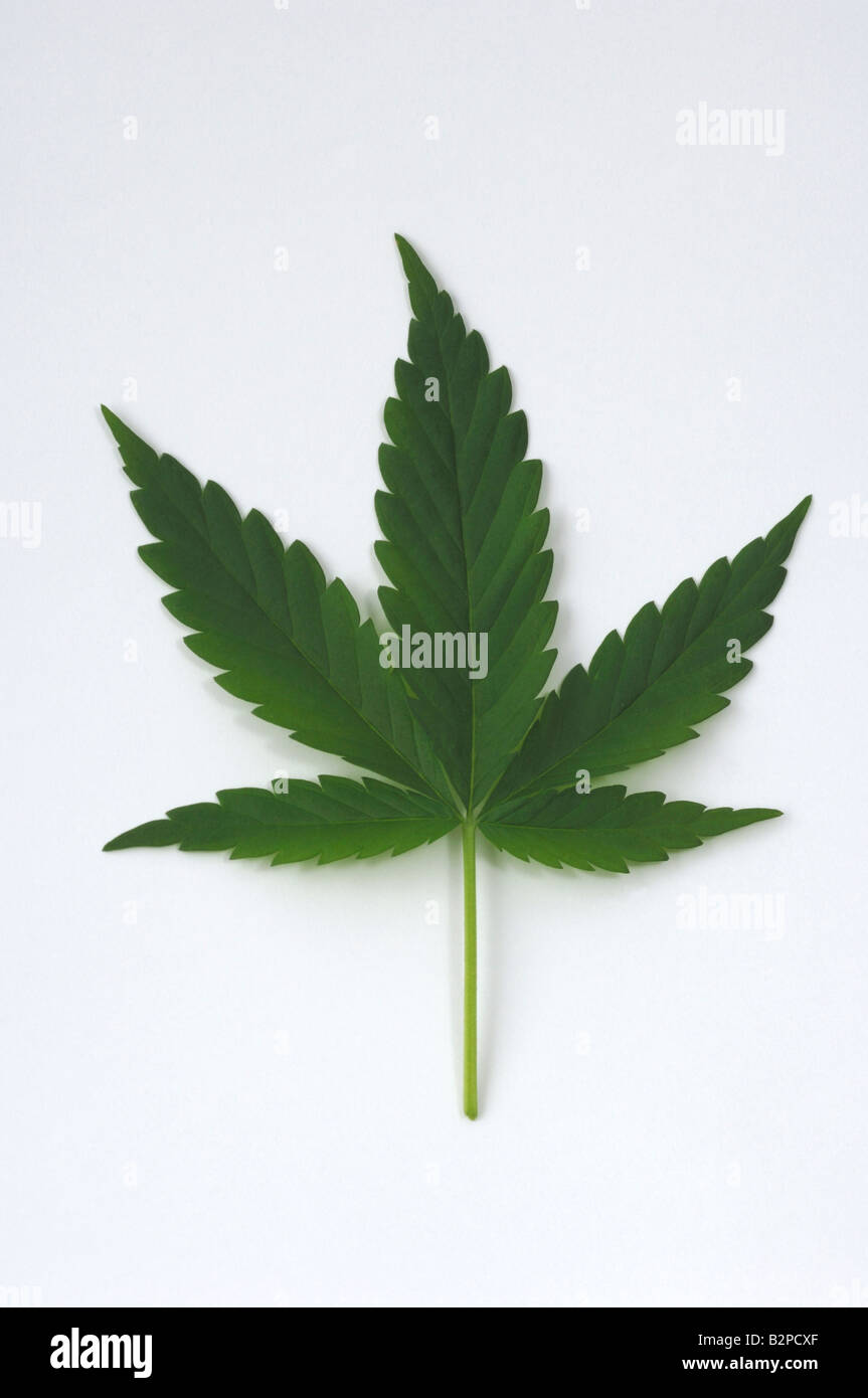 Hanf, Cannabis (Cannabis Sativa), Blatt, Studio Bild Stockfoto