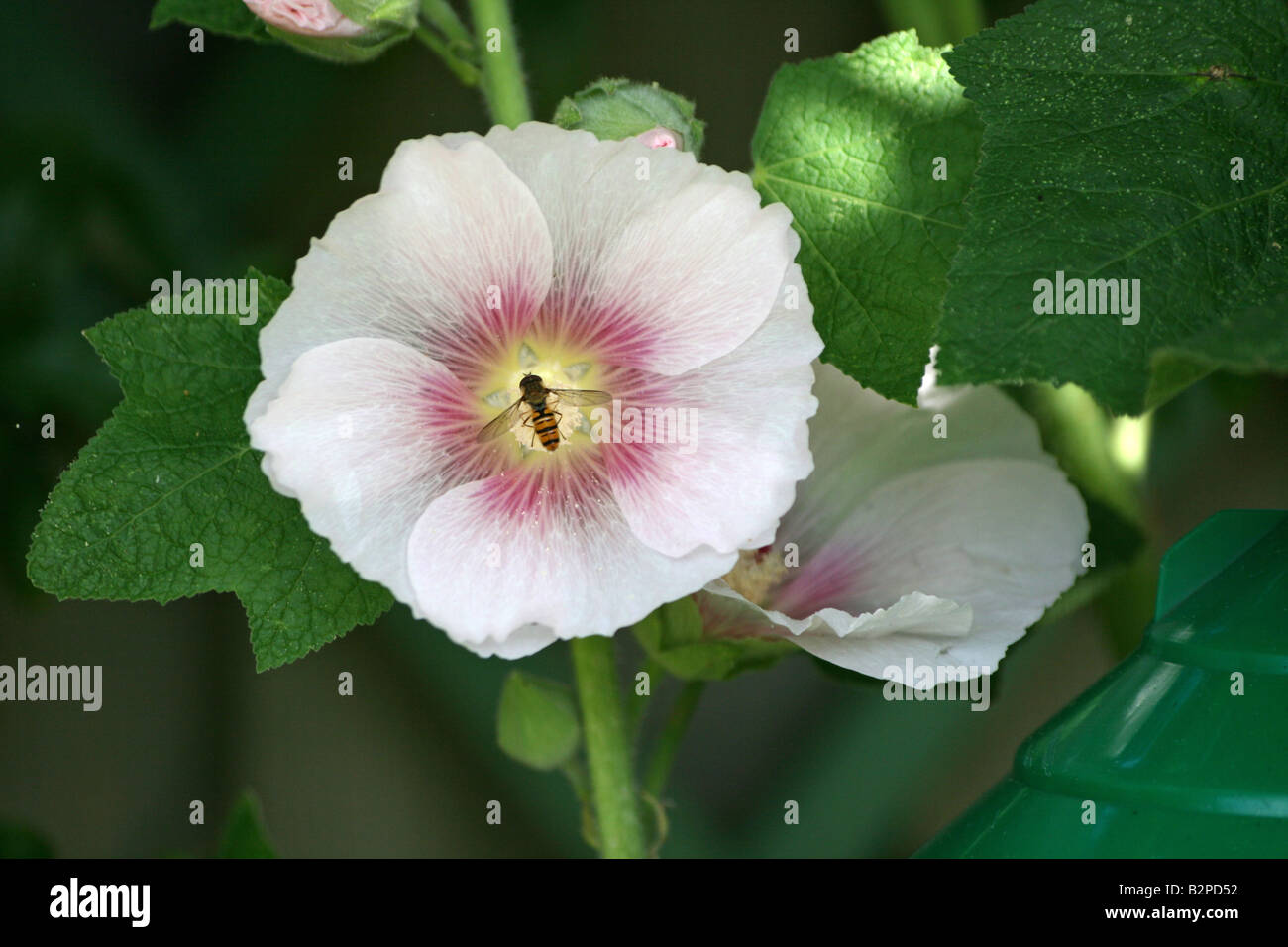 Stockrose Althaia Rosea Stockfoto