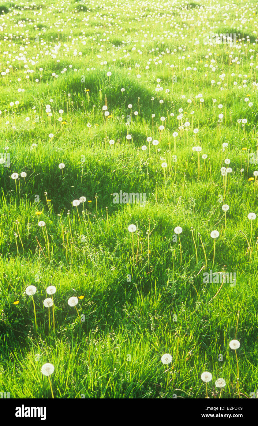 Unbebauten Weide mit frischen Frühling Gras Hügel und kolonisiert durch hinterleuchtete gemeinsamen Löwenzahn seedheads Stockfoto