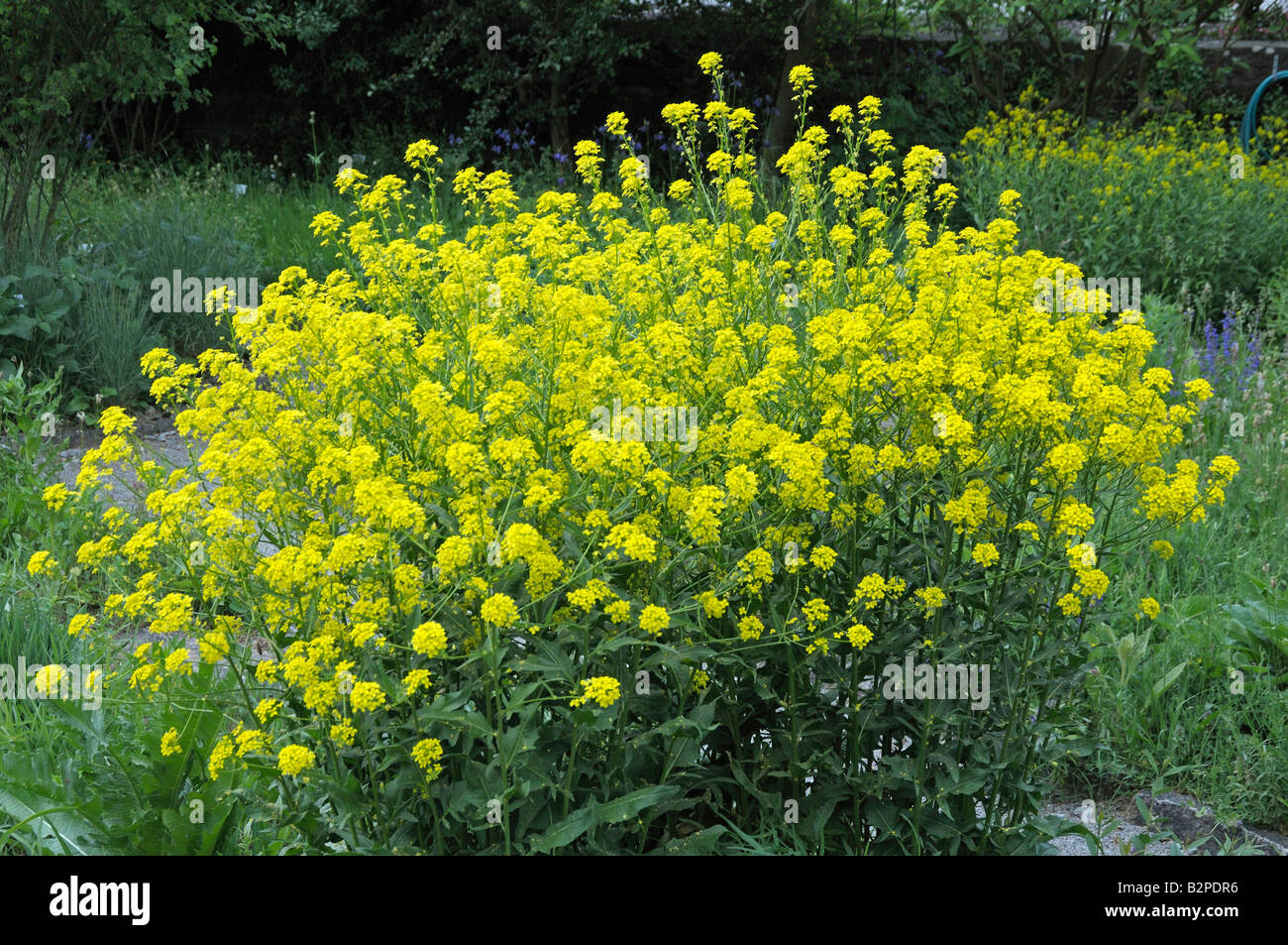 Warziger Kohl (Bunias Orientalis) blühende Pflanze Stockfoto