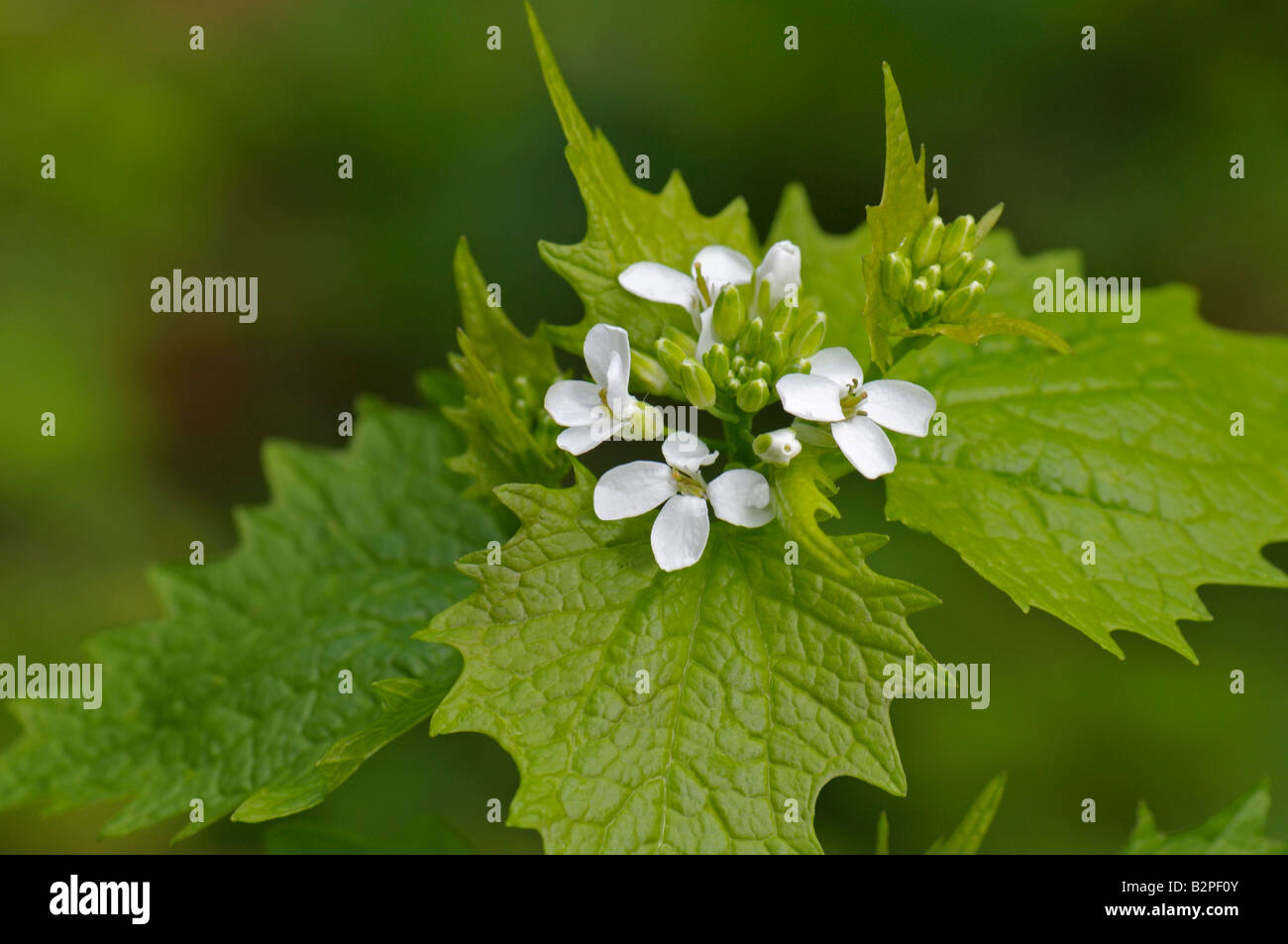 Absicherung von Knoblauch, Jack durch die Hecke, Knoblauchsrauke (Alliaria Petiolata), Blüte Stockfoto