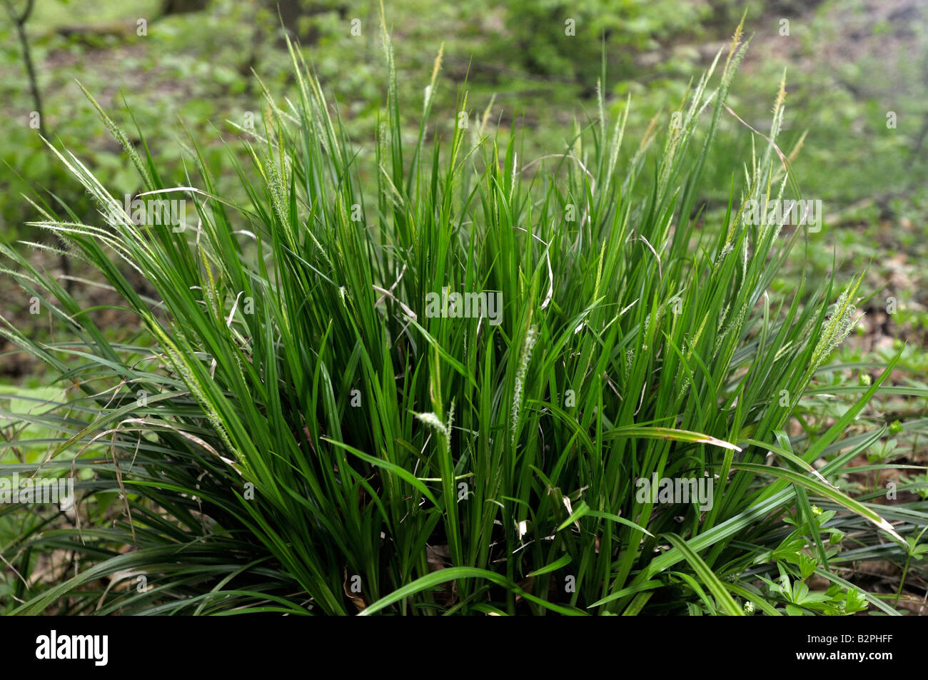 Holz-Segge (Carex Sylvatica) Stockfoto
