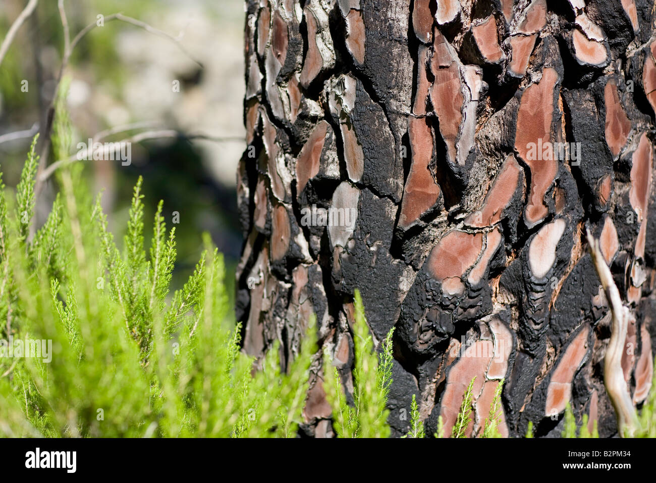 Kiefer Baum Rinde detail Stockfoto