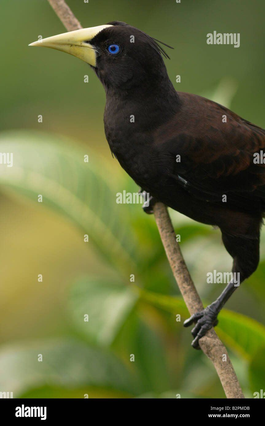 Crested Oropendola Psarocolius decumanus Stockfoto