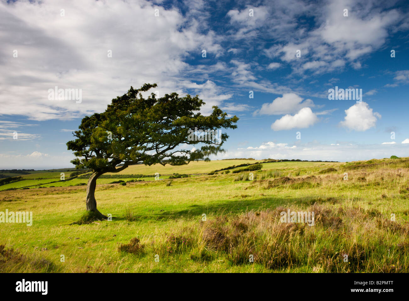 Windgepeitschten Baum auf Moorland in Exmoor Nationalpark Somerset England Stockfoto