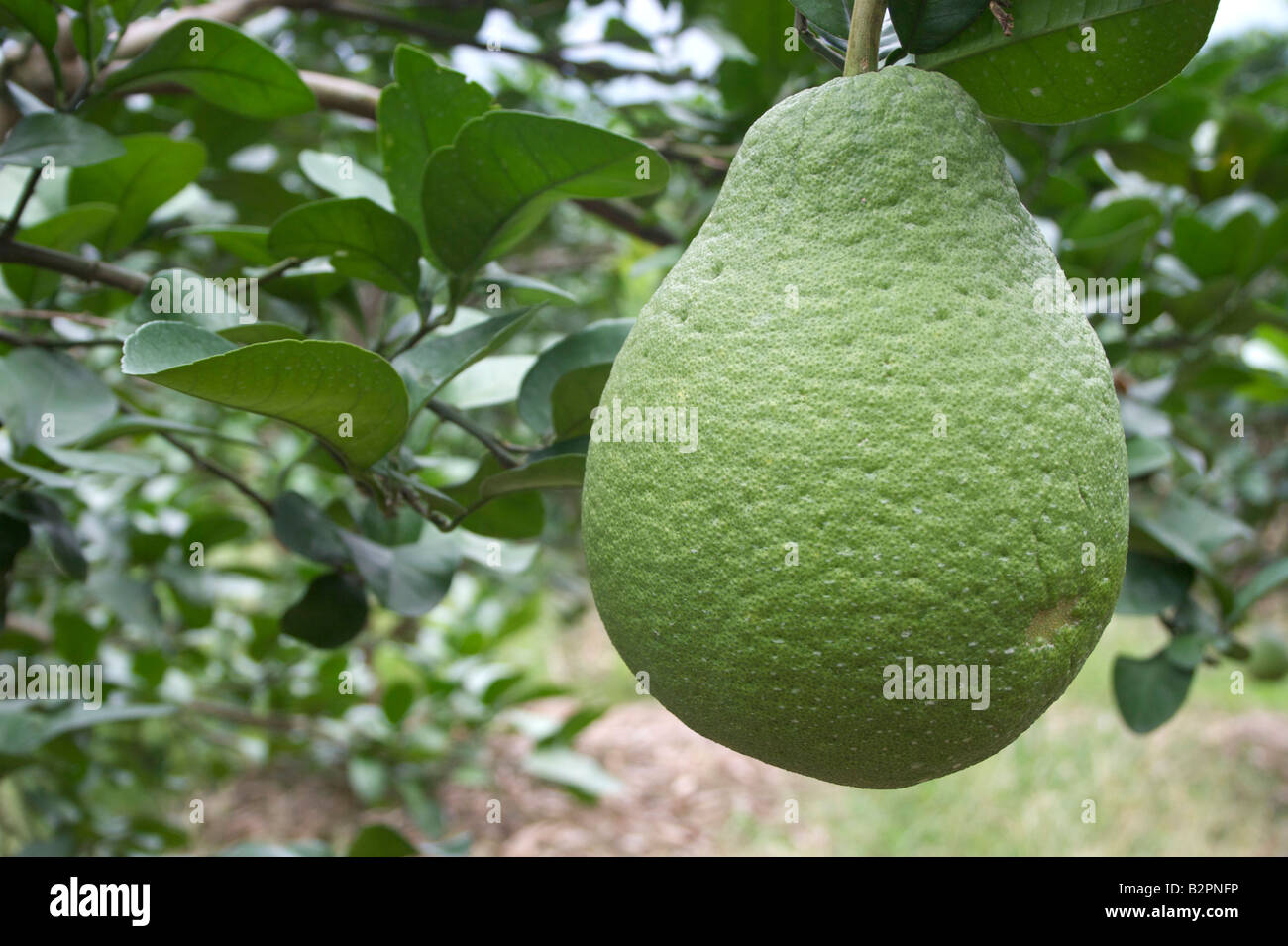 Eine Pomelo wächst in einem Obstgarten Yangshuo Guangxi China Stockfoto