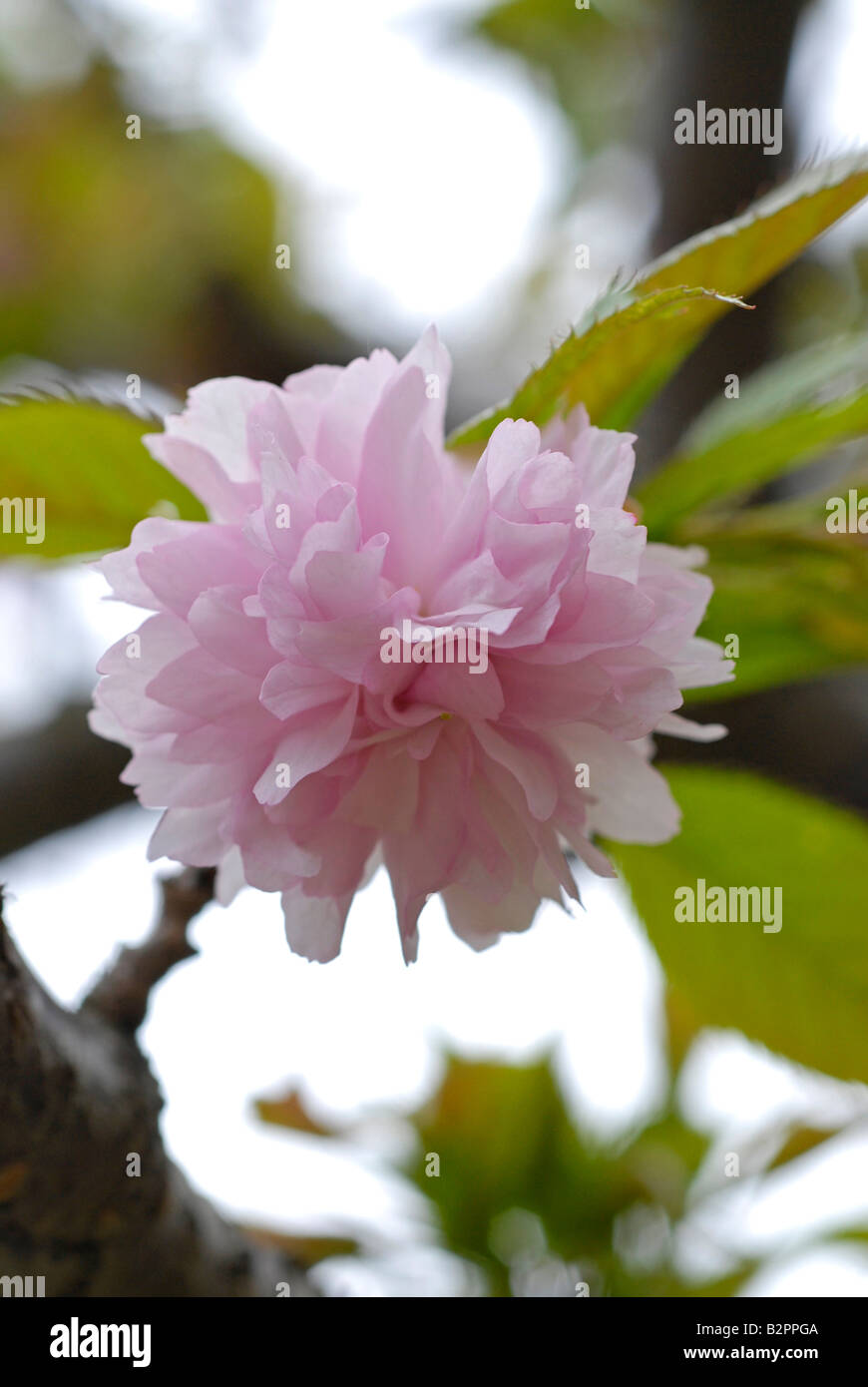 Cherry Tree Blossom Stockfoto