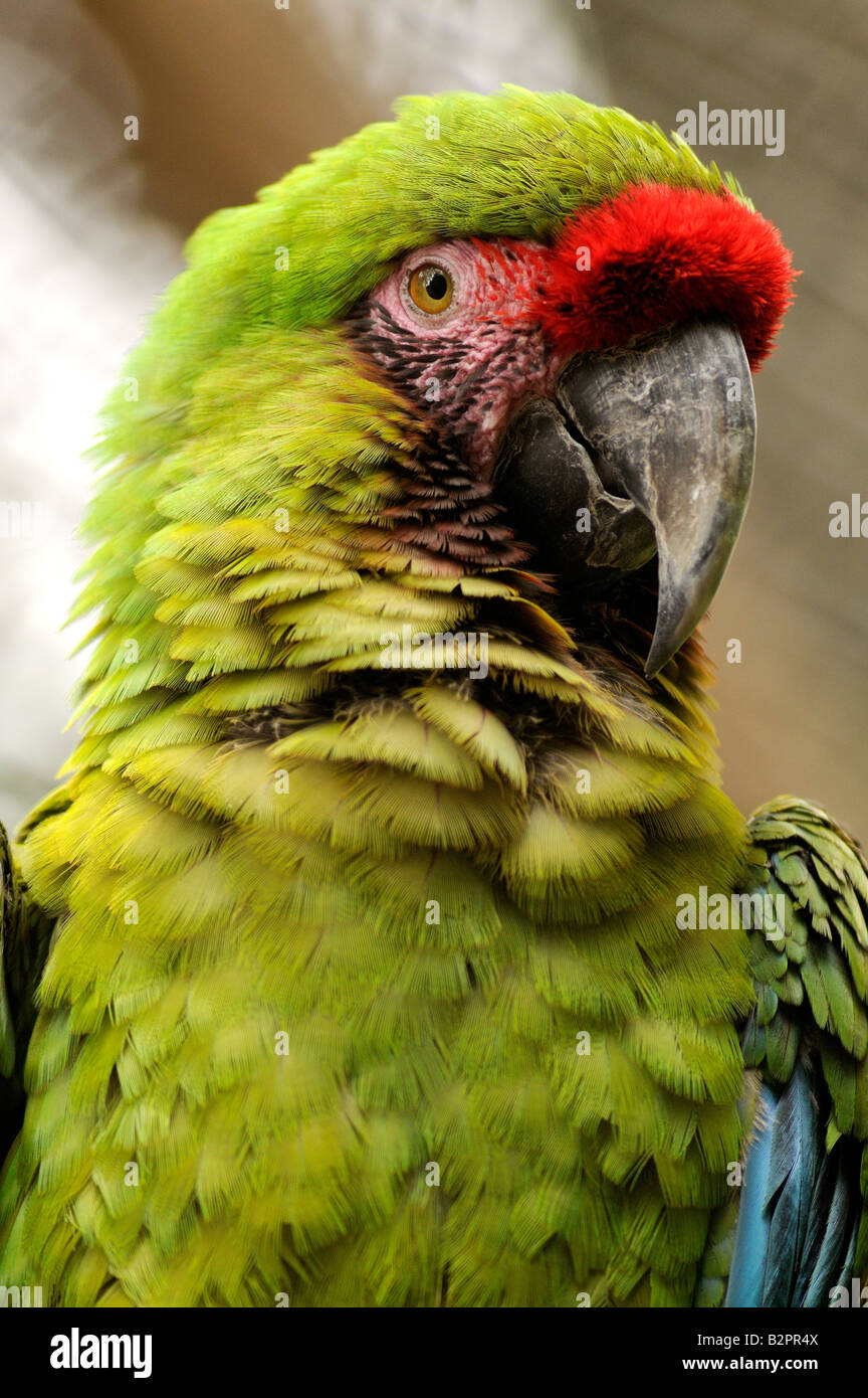 SOLDATENARA Ara militaris Stockfoto