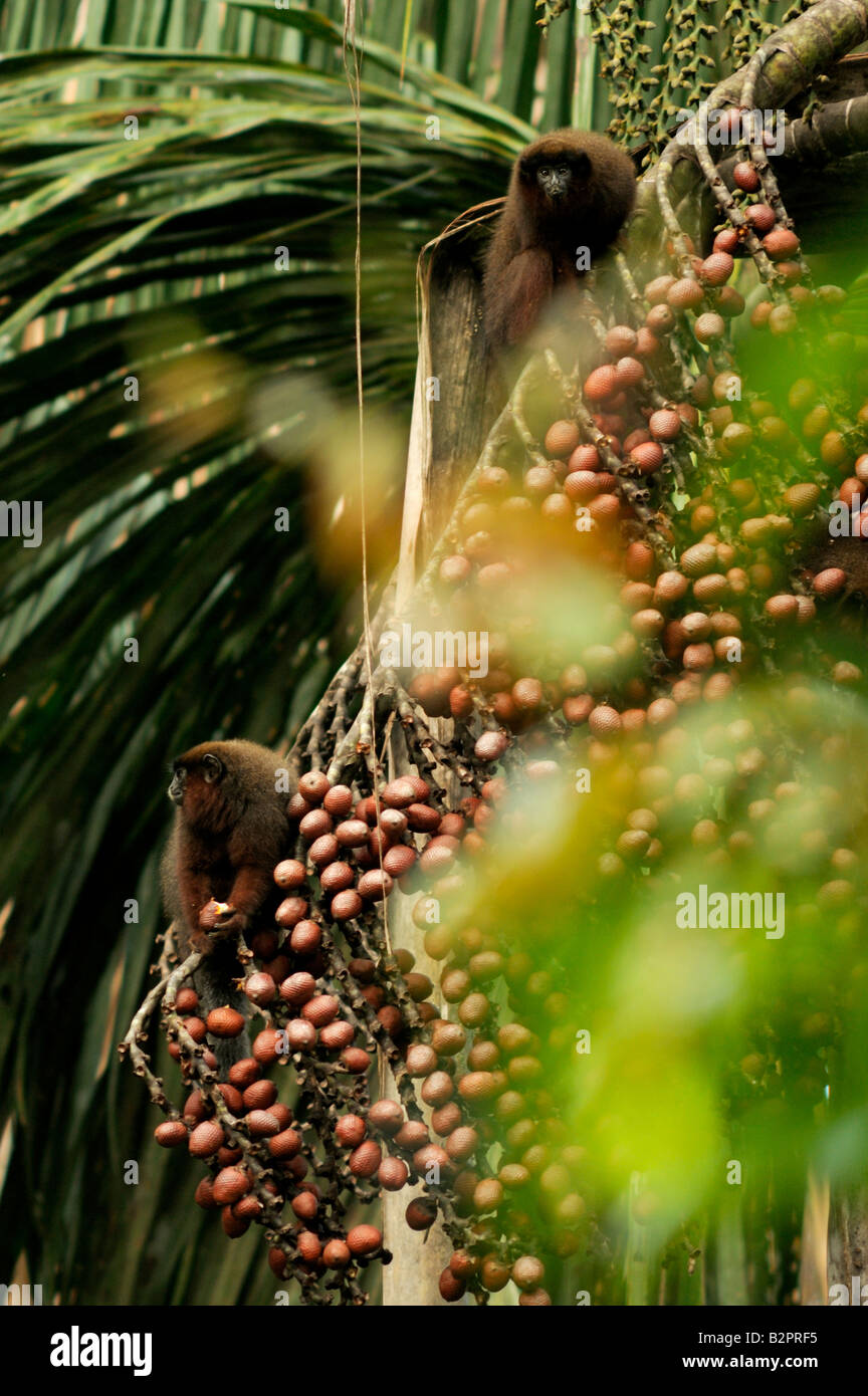 Altrosa Titi monkey Callicebus (oder Plecturocebus) Cupreus (früher C. Moloch) WILD Essen Aguaje Yavari Peruviuan Amazonas Stockfoto