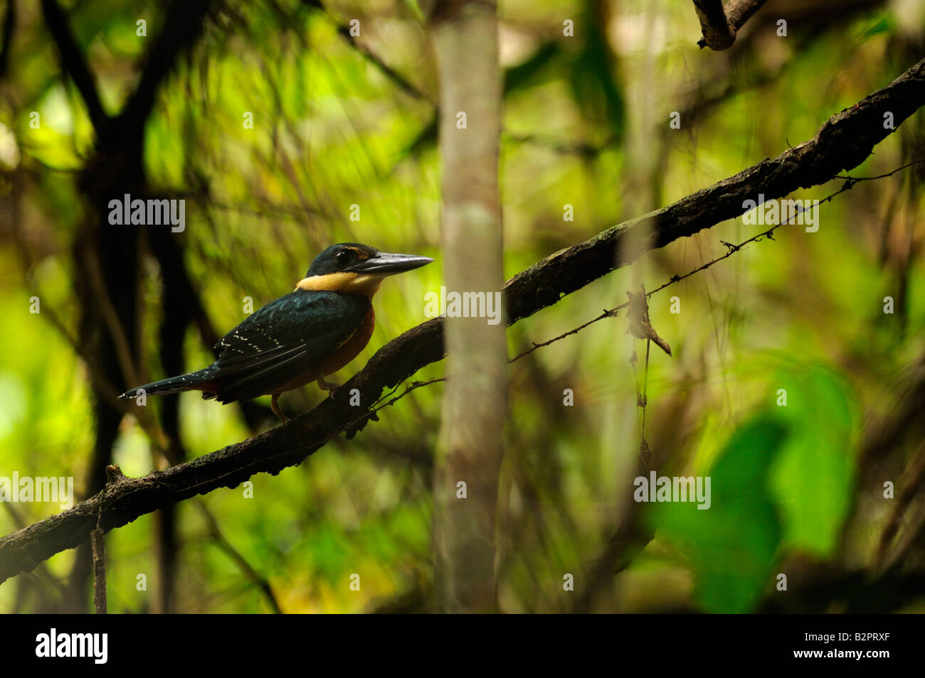 Grün und rufous Kingfisher Chloroceryle inda Stockfoto