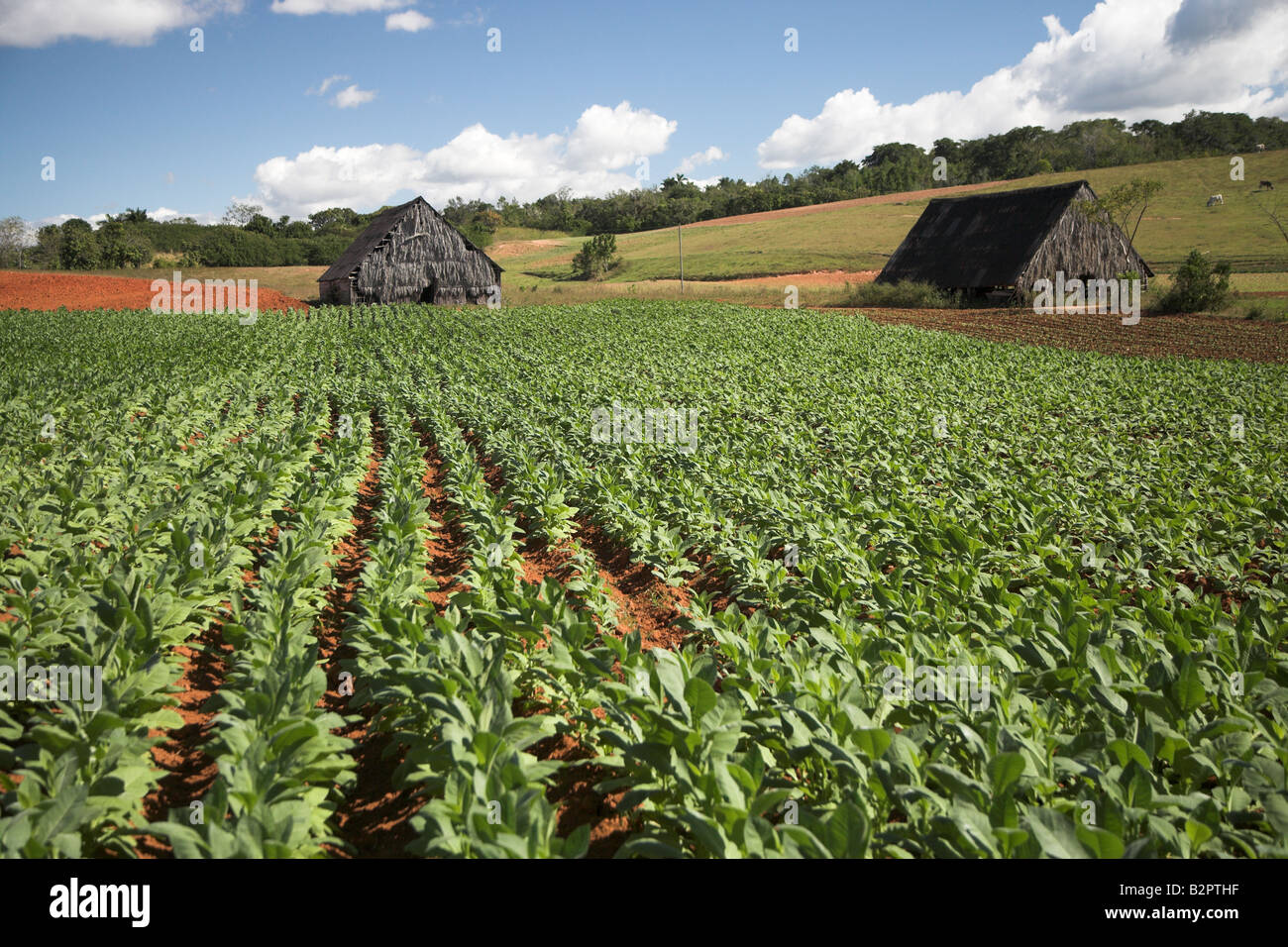 Näheres zu den Tabakfeldern in Vinales in Kuba. Stockfoto
