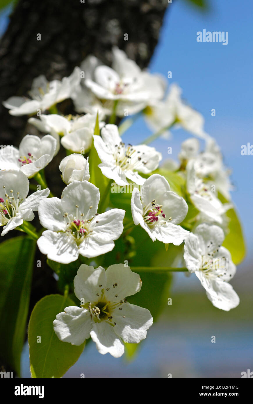 Zierapfel-Blüten Stockfoto