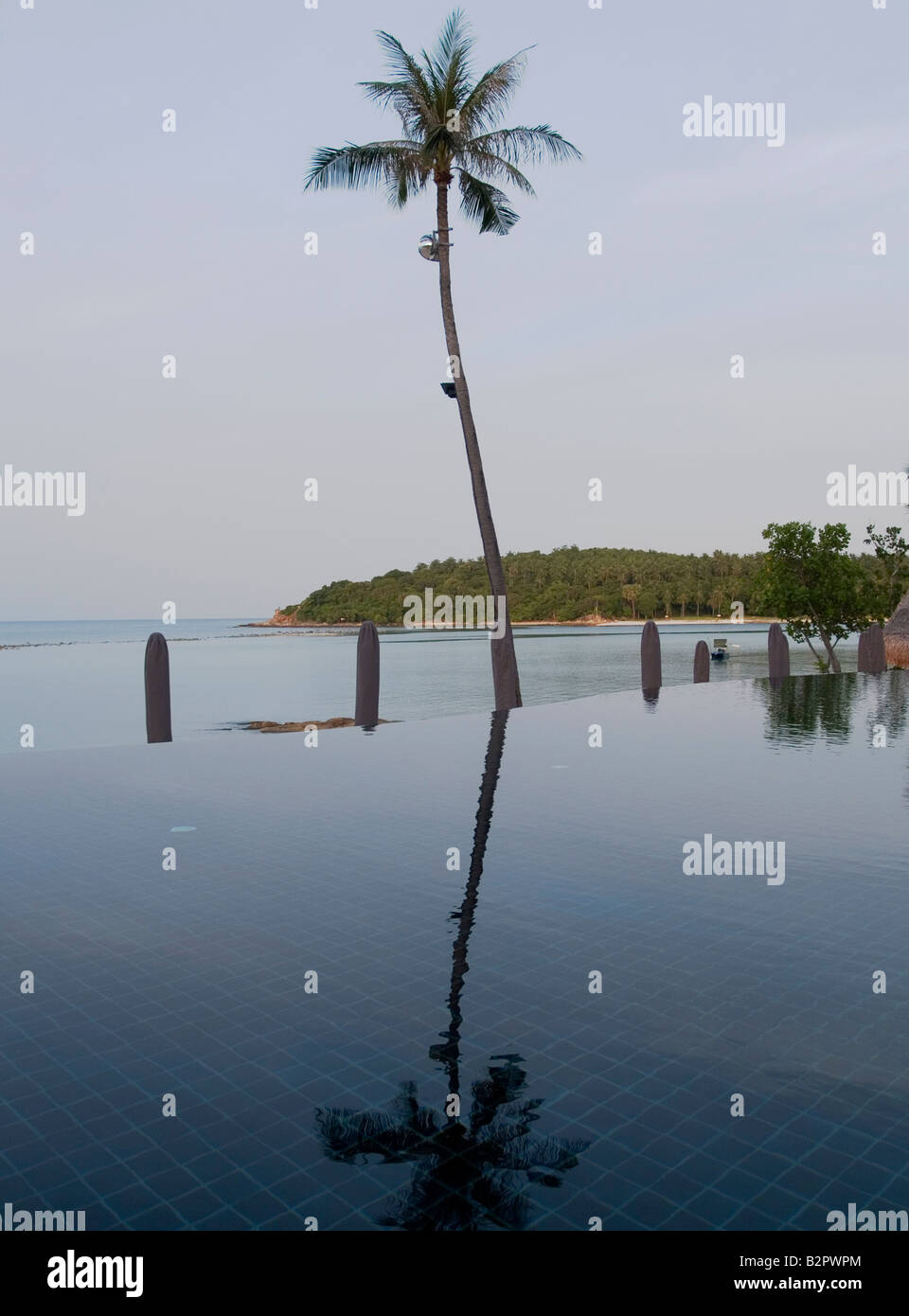 einsamer Kokospalme spiegelt sich in einen Infinity Edge-Pool auf der Insel Koh Samui in Thailand Stockfoto