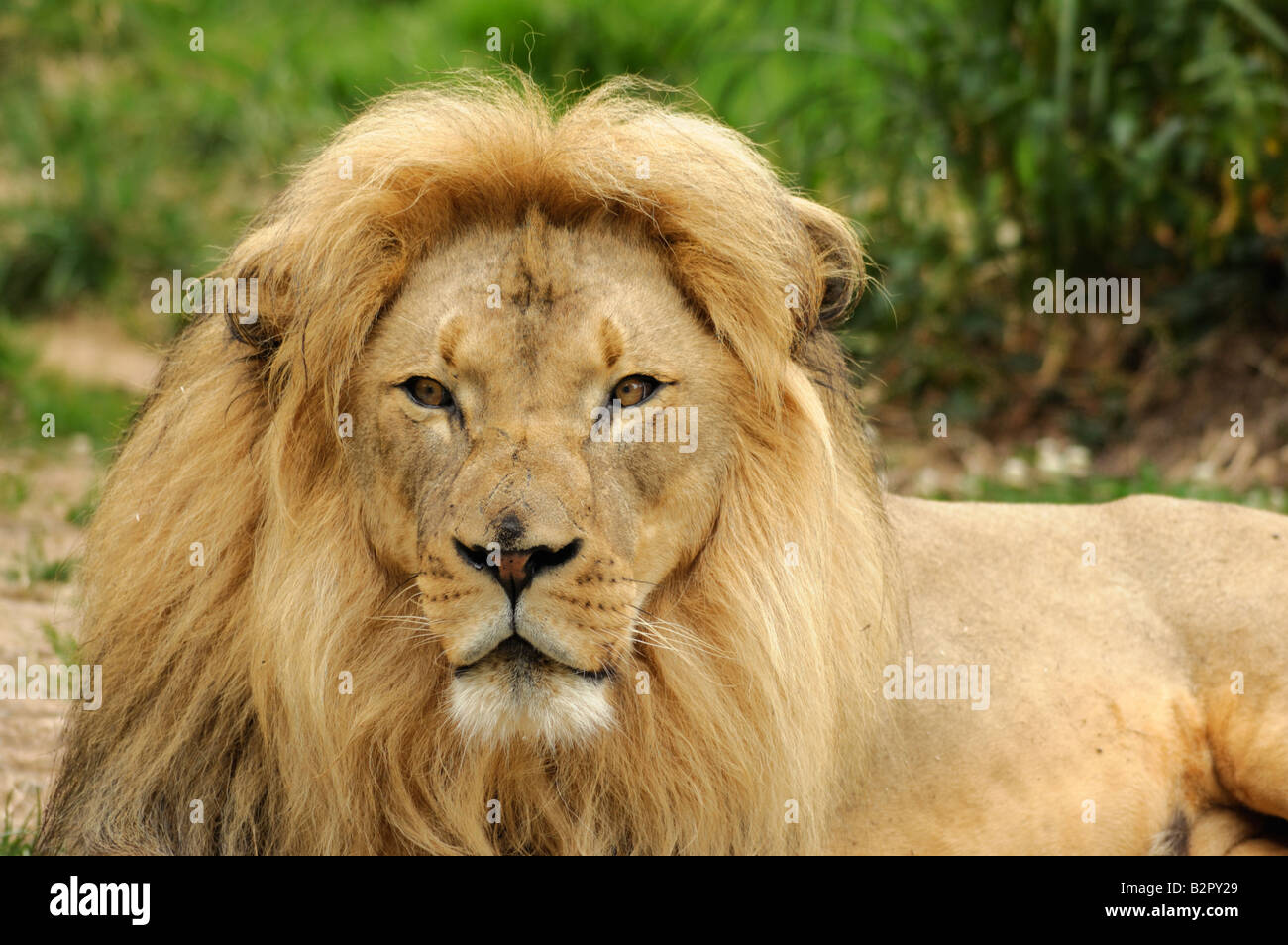 Afrikanischer Löwe Panthera Leo Krüger männlich sucht direkt auf die Kamera im Querformat Stockfoto