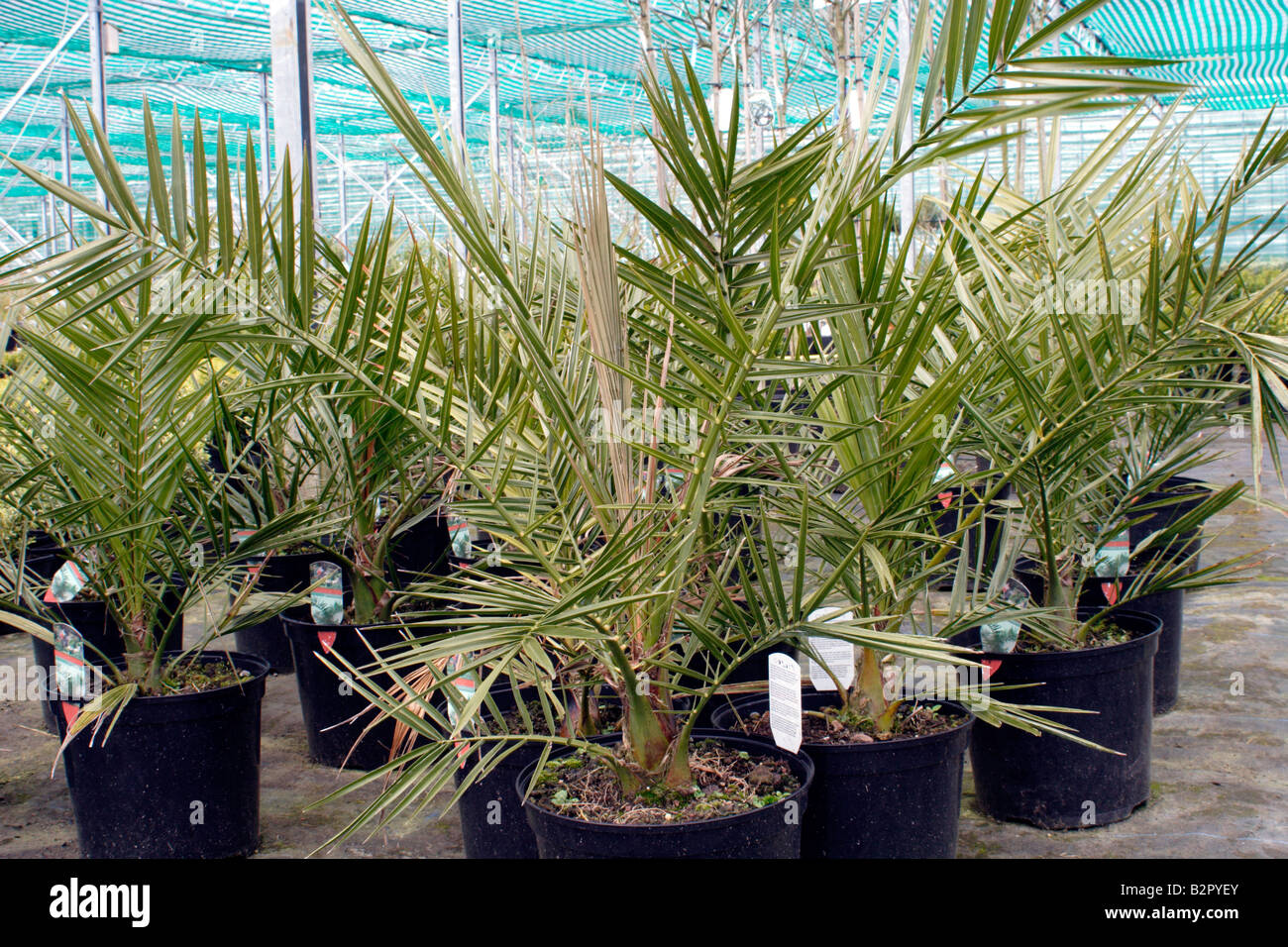 Phoenix Canariensis Kanarische Dattelpalme Stockfoto