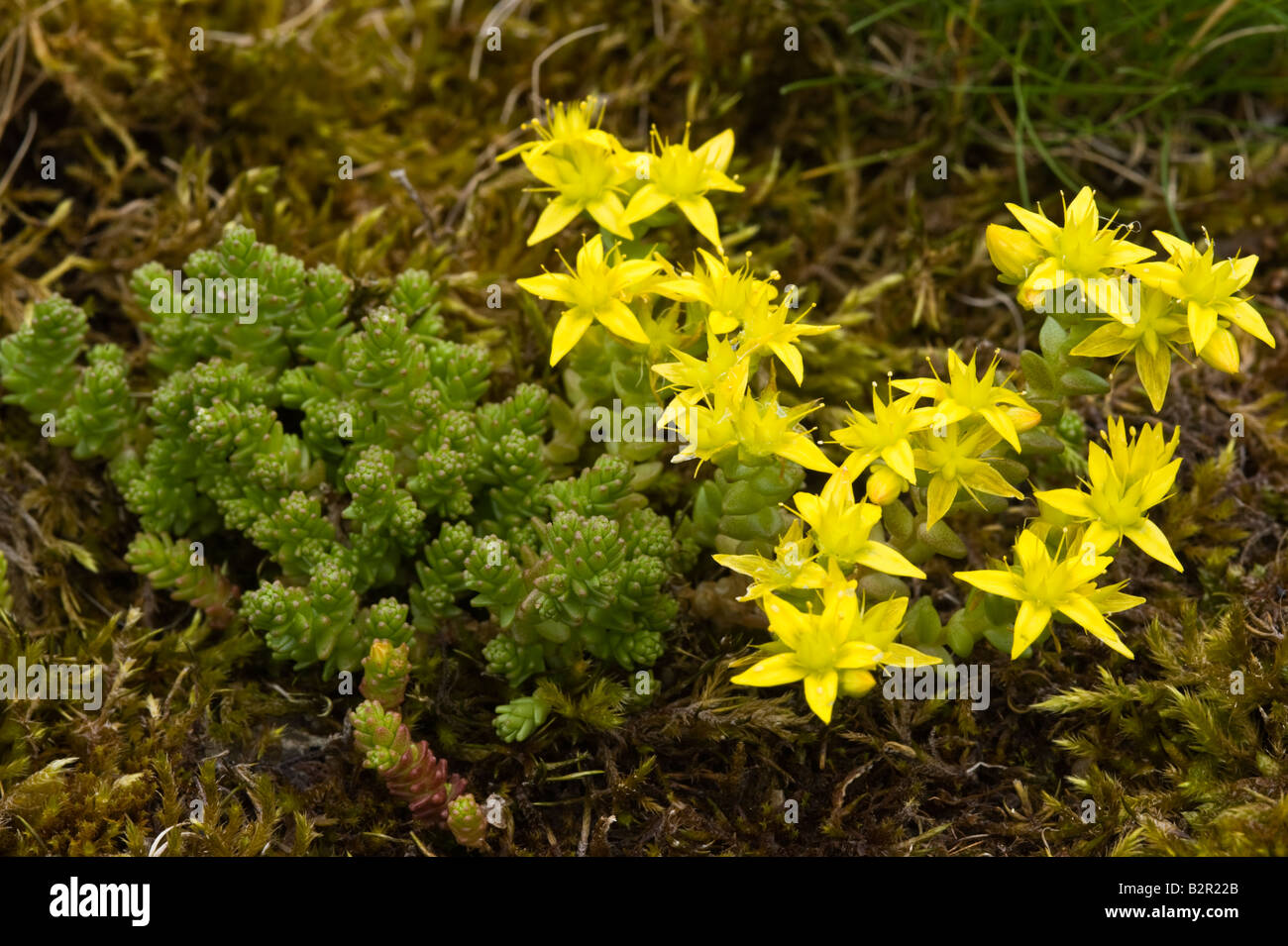 Beißen Mauerpfeffer Sedum Blumen Acre Millers Dale Derbyshire UK Europe Juli Stockfoto